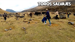 RODEANDO TOROS BRAVOS en las punas mas LEJANAS del Perú viven salvajes en las montañas [upl. by Margette]