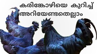 Karin kozhi valarthal കരിങ്കോഴി വളർത്തൽ [upl. by Lotus]