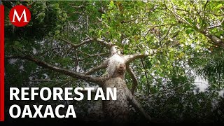 Oaxaca inicia proyecto de reforestación con el árbol Pochote para enfrentar el cambio climático [upl. by Amehr]