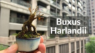 shorts  Shito Buxus Harlandii Bonsai Tree  Harland Boxwood Shito Bonsai 種植黃楊盆栽樹 [upl. by Kat31]