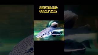 Oscar fish and redtail catfish tank rtc oscarfish monsterfishtank monsterfish oscar catfish [upl. by Khichabia]