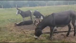 Donkeys and Sheep at Chiddingstone [upl. by Elrak]