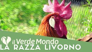 La Razza Livorno  Caratteristiche di questa razza avicola  Puntata 2 [upl. by Thomasine775]