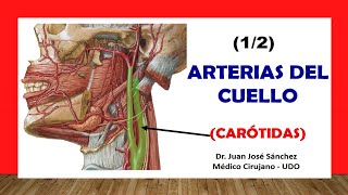 🥇 ARTERIA CARÓTIDA Y SUS RAMAS ¡Fácil y Sencillo [upl. by Seessel]