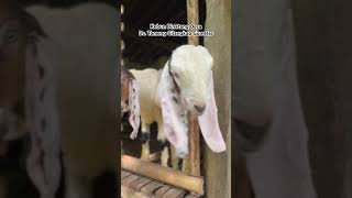 Melihat Peternakan Kambing di Desa Cilangkap gumelar peternakkambing shortvideo [upl. by Gill]