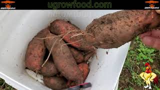 How to Store Sweet Potatoes  For Planting Next Year [upl. by Joktan]