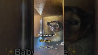 Baby Kinkajou Wearing Clothes [upl. by Eldin]