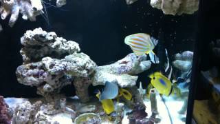 750 FO Butterfly fishes aquarium by Medic100 [upl. by Hawger]