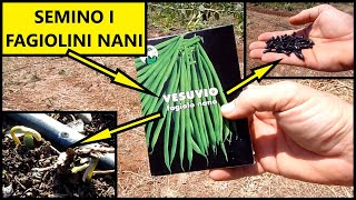 Come PIANTARE i FAGIOLINI NANI TUTTI I CONSIGLI per COLTIVARLI nellOrto  Tutorial Agricoltura [upl. by Cilegna]