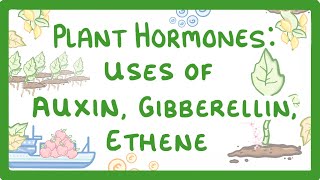 GCSE Biology  Plant Hormones  Uses of Auxin Gibberellin and Ethene 53 [upl. by Ingalls]