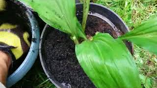 Orchid care tipsRepotting Calanthe triplicata  Christmas orchid  terrestrial orchid [upl. by Llenor]