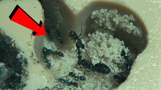 Iridomyrmex suchieri update [upl. by Tennek]