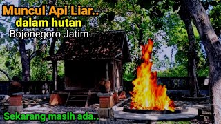 Keajaiban seru viral alamMuncul Api liar dari Lobang Perut Bumi dalam hutan Bojonegoro sekarang [upl. by Anivlem]