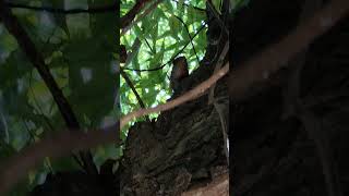 Girgit ka Video girgit nature shorts chamaeleon shortvideo [upl. by Eillah]