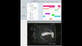 Rat social interaction  analyzing behavior with The Observer XT 11 [upl. by Ednalrym407]