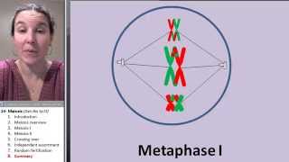 Meiosis 8 Animation review [upl. by Bevin]