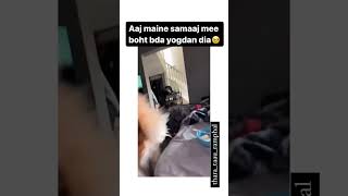 Samjasevi hai hm bhi 😂🫠 dogcomedy funny funntmoments doglover funnnymoments funnyshorts [upl. by Byrom]