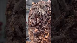 How do Tarantulas Reproduce [upl. by Gar878]