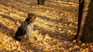 How to Bond with Your German Wirehaired Pointer [upl. by Nalra]