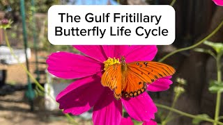 The Gulf Fritillary Butterfly Life Cycle  Metamorphosis [upl. by Nirrak]