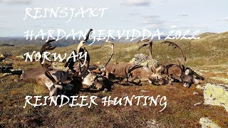 Reinsjakt Hardangervidda 2022Reindeer Hunting [upl. by Hetti67]