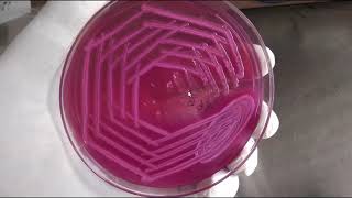 MacConkey medium MacConkey agar [upl. by Yanal189]