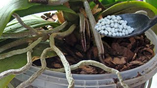 5 easy steps to fertilize orchids Orchid care for beginners  iKnow [upl. by Fannie]