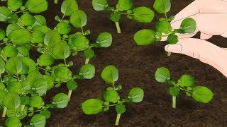 How to Grow Watercress [upl. by Anika769]