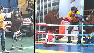 Orangutan Kickboxing  Orangutan Pulls Down Pants [upl. by Eatnahc]