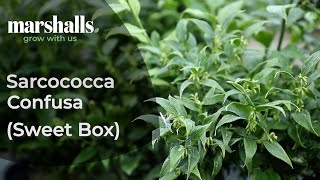 Sarcococca Confusa [upl. by Erbe691]