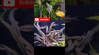 angel fish planted aquarium ClassicVellore [upl. by Azyl]