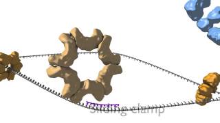 DNA Replication [upl. by Durwood687]