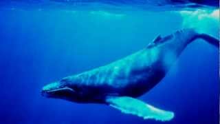 elAïma musique danse et chant de lâme  Le Chant des Baleines [upl. by Johppah39]