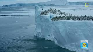 Baby penguins cliffdive in adorable clip [upl. by Tichon564]