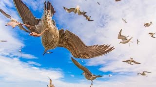 Essaouira  by Soufiane Bouhali [upl. by Anafetse]