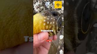 Fact about Per Fish😱 factshorts facts ts2facts amazingfacts factsinhindi [upl. by Frederic]