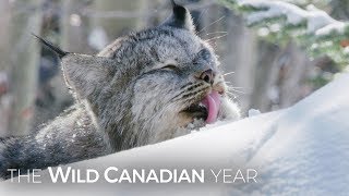 A Wild Canadian Lynx And A Cameraman Develop An Amazing Relationship  Wild Canadian Year [upl. by Huntlee]