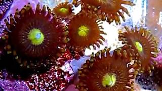 Zoanthids Fairy Muncher  Zoanthus colony part 14 [upl. by Einniw]