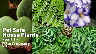 PetSafe Plants  Toxic and NonToxic Plant List  Dogs  ASPCA  Calathea  Hoya  African Violet [upl. by Zenda]