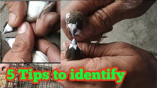 How to identify Bengal society finch male and female [upl. by Cly]