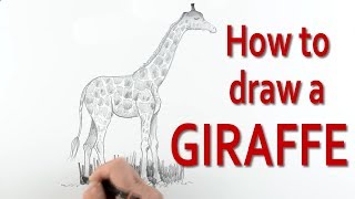 The Secrets to How to Draw a Giraffe explained Expertly [upl. by Dwain]