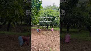 Organic farming in BVRIT narsapur 🪴🫚🫛viral telugu shortsindia food health plants organic [upl. by Sedinoel]