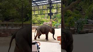 ADA GAJAH AKTING PINGSAN CERITANYA HABIS DIJAHATIN ORANG shortvideo trendingshorts gajah fyp [upl. by Nomzzaj]