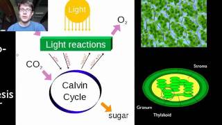 Photosynthesis and Respiration [upl. by Ebbarta]