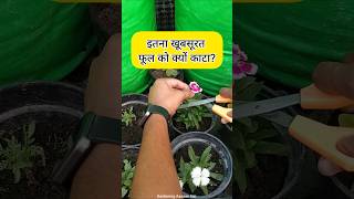 50 लोगों को नहीं पता होगा dianthus plant kaise lagaye  dianthus flower growing tips [upl. by Zennas]