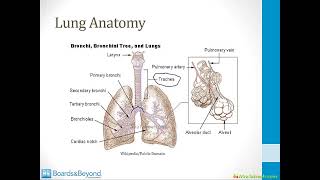 Pulmonary Embryology atf [upl. by Reyna479]