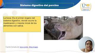 Tarea 2 morfofisiología en la digestión de monogástricos [upl. by Ahsekat59]