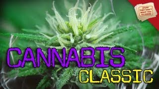 Cannabis Conspiracies  CLASSIC [upl. by Ellenid]