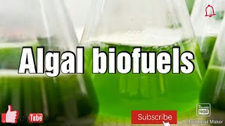 Algal biofuels in Hindi M Sc botany [upl. by Retsel668]