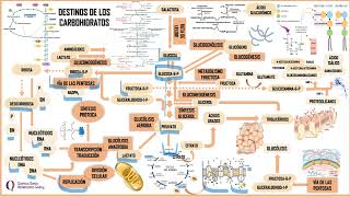 DESTINO DE LOS CARBOHIDRATOS PARTE 1 [upl. by Nel277]